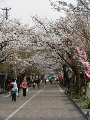参道沿いの桜