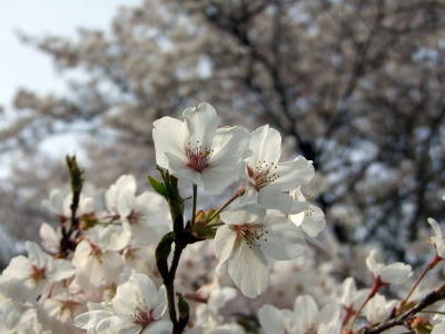 天皇林公園の桜